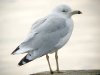 Ring-billed Gull at Westcliff Seafront (Steve Arlow) (64667 bytes) Ring-billed Gull at Westcliff Seafront (Steve Arlow) (64667 bytes)